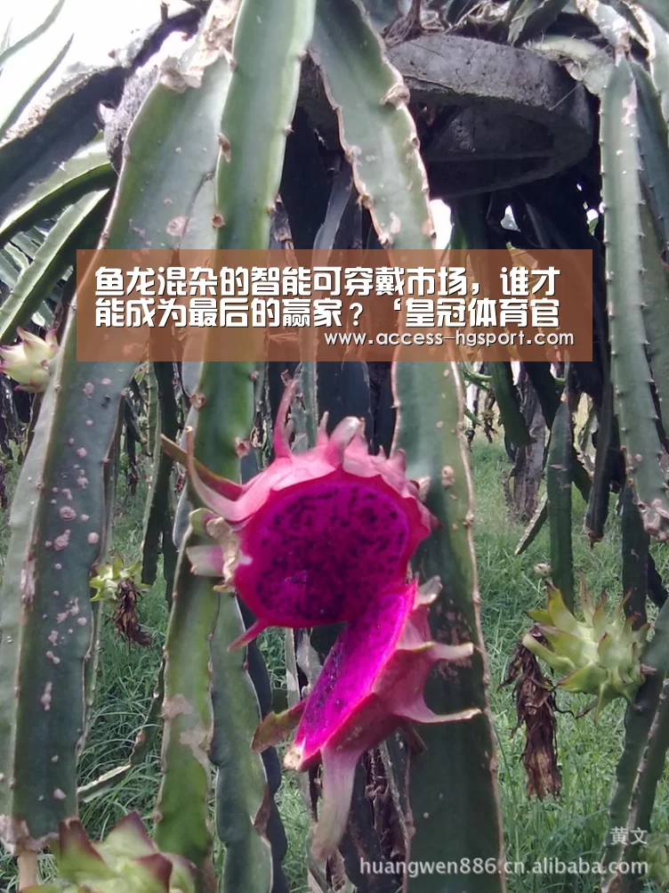 鱼龙混杂的智能可穿戴市场,谁才能成为最后的赢家?‘皇冠体育官网’(图1) 皇冠体育下载